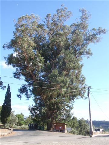 lb18 ldb 18 eucalipto