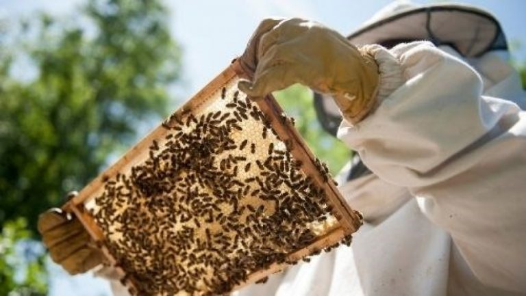 Município de Oliveira do Hospital ajuda apicultores com sete toneladas de alimento